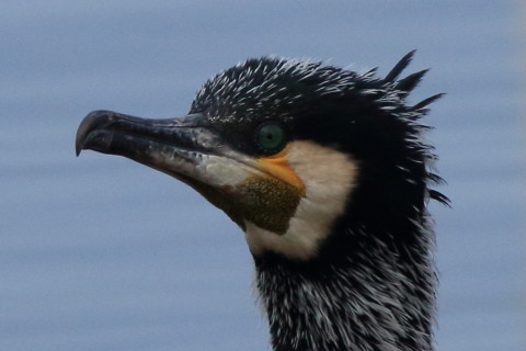 トリミング 2016/2月 SIGMA150-600C+7D2 焦点距離600mm F8 ss1/2000 ISO800