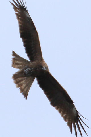 トリミング 2016/2月 TAMRONsp70-300+7D2 焦点距離300mm F8 ss1/1000 ISO200 Case3