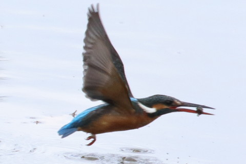 トリミング 2016/2月 TAMRONsp70-300+7D2 焦点距離300mm F8 ss1/1250 ISO640 Case3