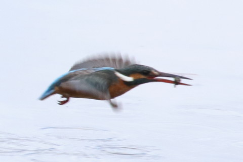 トリミング 2016/2月 TAMRONsp70-300+7D2 焦点距離300mm F8 ss1/1250 ISO640 Case3