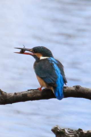 トリミング 2016/2月 TAMRONsp70-300+7D2 焦点距離300mm F8 ss1/1250 ISO500