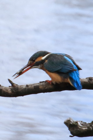 トリミング 2016/2月 TAMRONsp70-300+7D2 焦点距離300mm F8 ss1/1250 ISO500