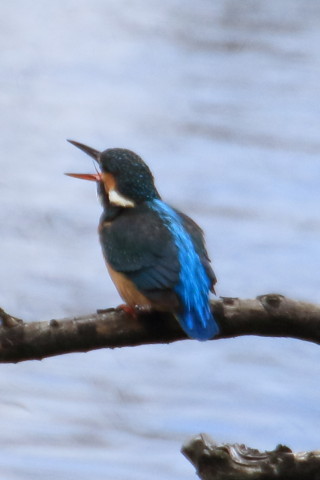 トリミング 2016/2月 TAMRONsp70-300+7D2 焦点距離300mm F8 ss1/1250 ISO500