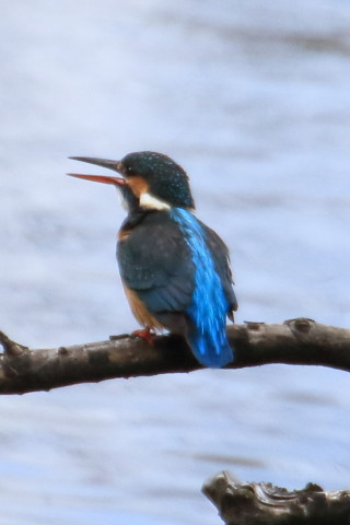 トリミング 2016/2月 TAMRONsp70-300+7D2 焦点距離300mm F8 ss1/1250 ISO500