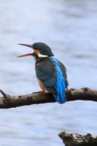 トリミング 2016/2月 TAMRONsp70-300+7D2 焦点距離300mm F8 ss1/1250 ISO500
