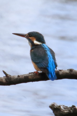 トリミング 2016/2月 TAMRONsp70-300+7D2 焦点距離300mm F8 ss1/1250 ISO500