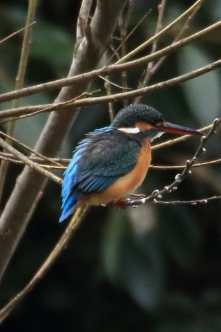 トリミング 2016/2月 TAMRONsp70-300+7D2 焦点距離300mm F8 ss1/1250 ISO1600
