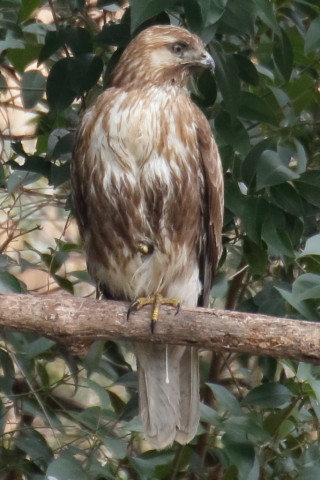 トリミング 2016/2月 TAMRONsp70-300+7D2 焦点距離300mm F8 ss1/250 ISO1600