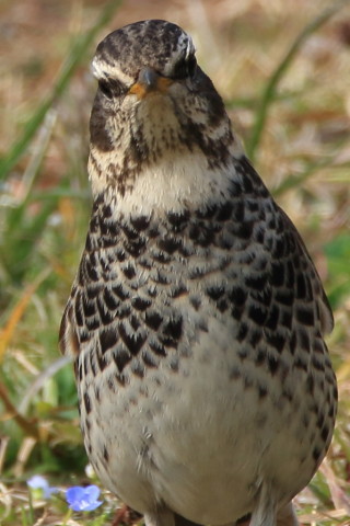 トリミング 2016/3月 SIGMA150-600C+7D2 焦点距離600mm F8 ss1/250 ISO200