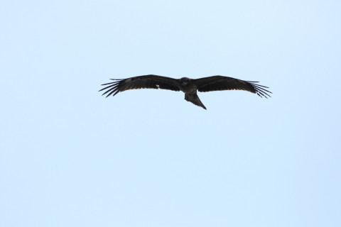 2016/3月 SIGMA150-600C+7D2 焦点距離600mm F8 ss1/2500 ISO320 Case3