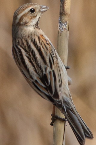 トリミング 2016/3月 SIGMA150-600C+7D2 焦点距離600mm F8 ss1/2500 ISO800