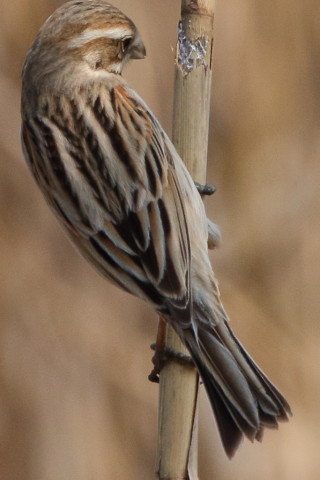 トリミング 2016/3月 SIGMA150-600C+7D2 焦点距離600mm F8 ss1/2500 ISO800