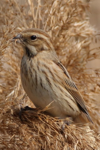 トリミング 2016/3月 SIGMA150-600C+7D2 焦点距離600mm F8 ss1/640 ISO200