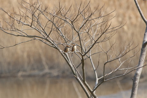 2016/3月 SIGMA150-600C+7D2 焦点距離600mm F8 ss1/320 ISO200