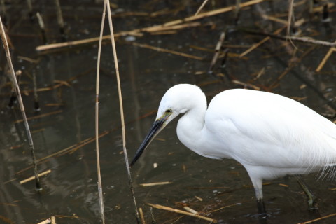 2016/3月 SIGMA150-600C+7D2 焦点距離600mm F8 ss1/125 ISO200