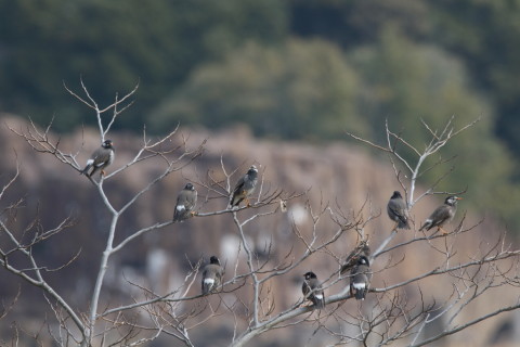 2016/3月 SIGMA150-600C+7D2 焦点距離600mm F8 ss1/250 ISO200