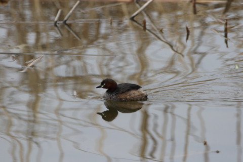 2016/3月 SIGMA150-600C+7D2 焦点距離600mm F8 ss1/2000 ISO800