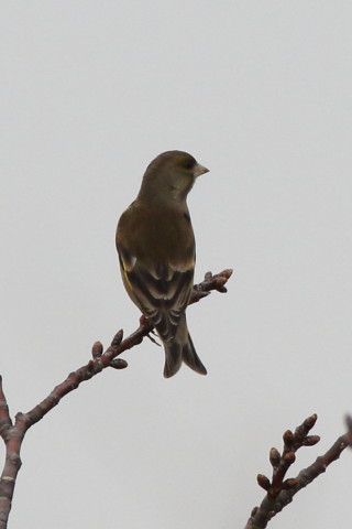 トリミング 2016/3月 SIGMA150-600C+7D2 焦点距離600mm F8 ss1/1600 ISO400