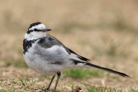 2016/3月 SIGMA150-600C+7D2 焦点距離600mm F8 ss1/640 ISO640