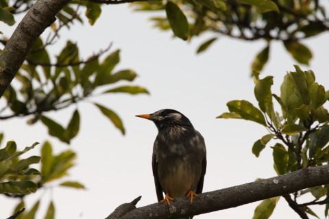 2016/3月 SIGMA150-600C+7D2 焦点距離600mm F8 ss1/1250 ISO400