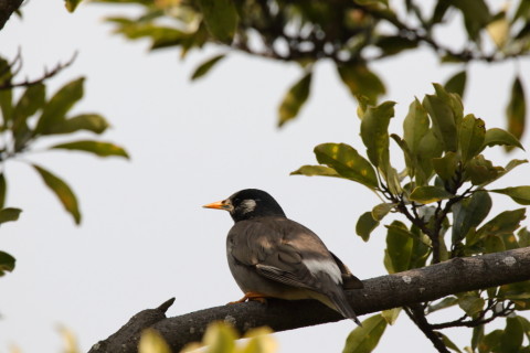 2016/3月 SIGMA150-600C+7D2 焦点距離600mm F8 ss1/640 ISO200