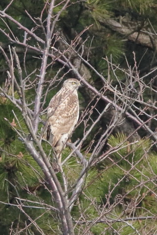 トリミング 2016/3月 SIGMA150-600C+7D2 焦点距離600mm F8 ss1/2000 ISO1600