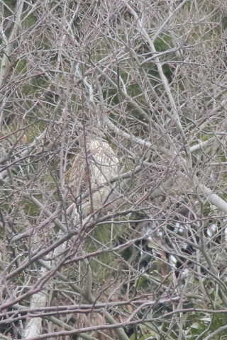 トリミング 2016/3月 SIGMA150-600C+7D2 焦点距離600mm F8 ss1/800 ISO1600