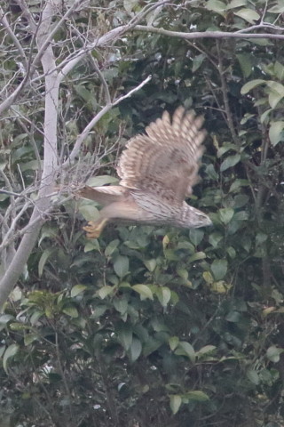 トリミング 2016/3月 SIGMA150-600C+7D2 焦点距離600mm F8 ss1/640 ISO1600 Case3