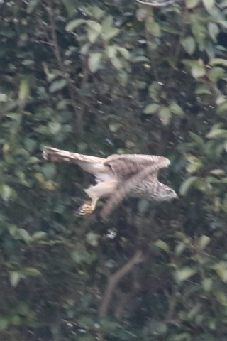 トリミング 2016/3月 SIGMA150-600C+7D2 焦点距離600mm F8 ss1/640 ISO1600 Case3