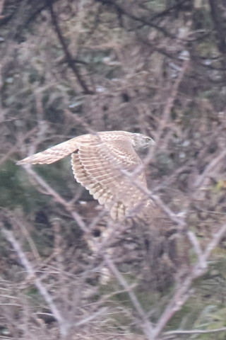 トリミング 2016/3月 SIGMA150-600C+7D2 焦点距離600mm F8 ss1/640 ISO1600 Case3