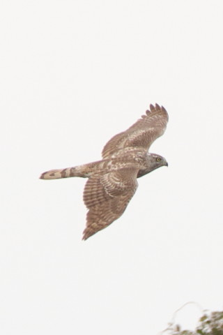 トリミング 2016/3月 SIGMA150-600C+7D2 焦点距離600mm F8 ss1/640 ISO800 Case3