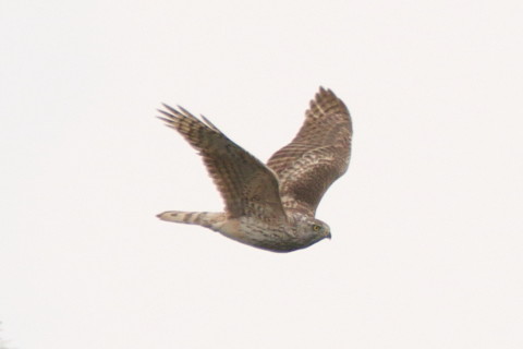 トリミング 2016/3月 SIGMA150-600C+7D2 焦点距離600mm F8 ss1/640 ISO160 Case3