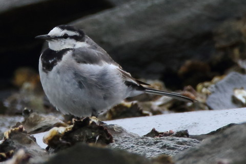 トリミング 2016/3月 SIGMA150-600C+7D2 焦点距離600mm F8 ss1/640 ISO640