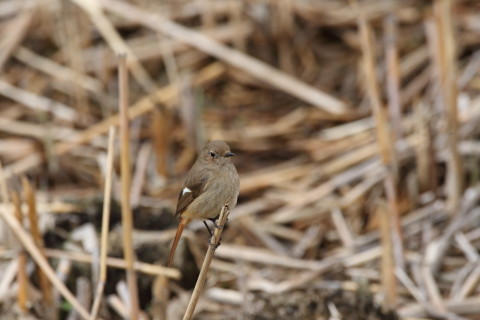 2016/3月 SIGMA150-600C+7D2 焦点距離600mm F8 ss1/640 ISO500