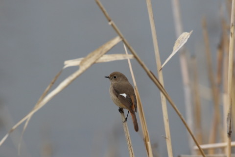 2016/3月 SIGMA150-600C+7D2 焦点距離600mm F8 ss1/2000 ISO1250
