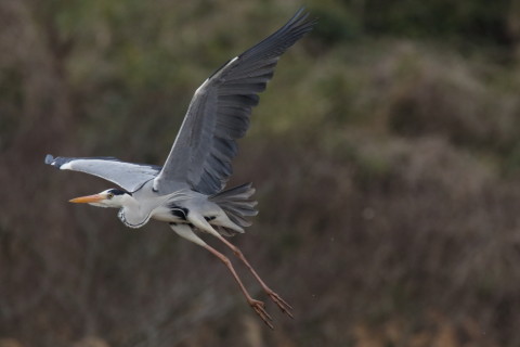2016/3月 SIGMA150-600C+7D2 焦点距離600mm F8 ss1/2000 ISO1600 Case3