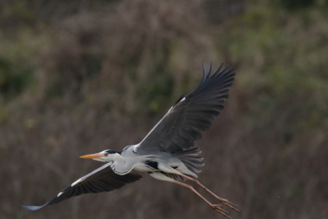 2016/3月 SIGMA150-600C+7D2 焦点距離600mm F8 ss1/2000 ISO1600 Case3