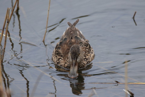 2016/3月 SIGMA150-600C+7D2 焦点距離600mm F7.1 ss1/400 ISO400