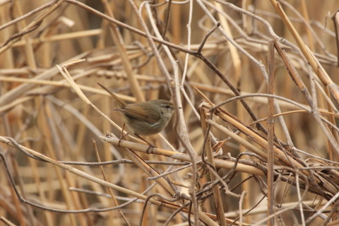 2016/3月 SIGMA150-600C+7D2 焦点距離600mm F7.1 ss1/400 ISO400