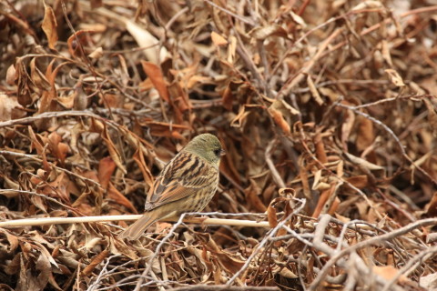2016/3月 SIGMA150-600C+7D2 焦点距離600mm F7.1 ss1/400 ISO800