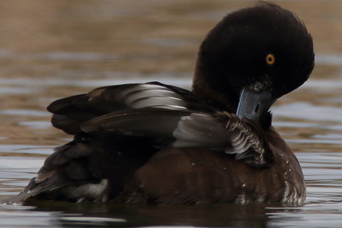 トリミング 2016/3月 SIGMA150-600C+7D2 焦点距離600mm F8 ss1/320 ISO200