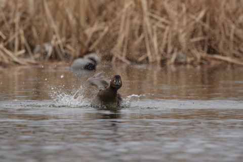 2016/3月 SIGMA150-600C+7D2 焦点距離600mm F8 ss1/320 ISO200