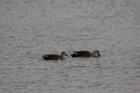 2016/3月 SIGMA150-600C+7D2 焦点距離600mm F8 ss1/320 ISO160