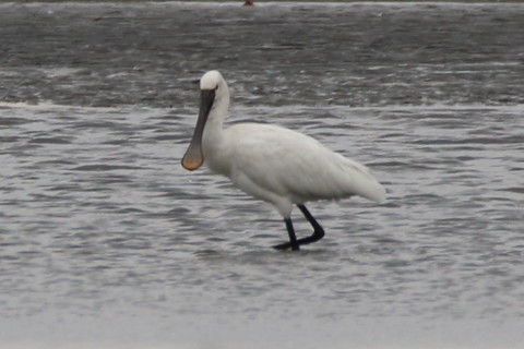 トリミング 2016/3月 SIGMA150-600C+7D2 焦点距離600mm F8 ss1/320 ISO250