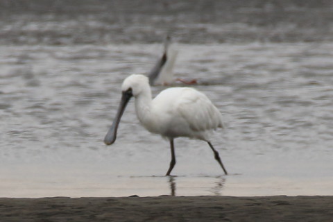 トリミング 2016/3月 SIGMA150-600C+7D2 焦点距離600mm F8 ss1/320 ISO250
