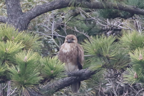 トリミング 2016/3月 SIGMA150-600C+7D2 焦点距離600mm F8 ss1/320 ISO1000