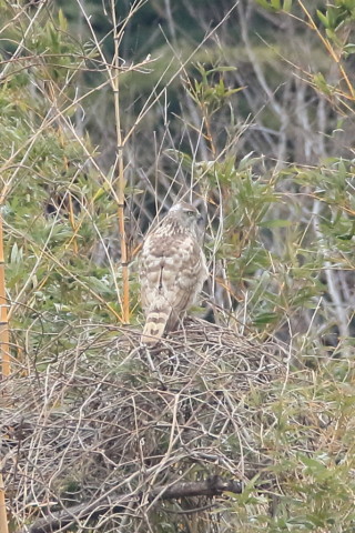 トリミング 2016/3月 SIGMA150-600C+7D2 焦点距離600mm F8 ss1/640 ISO1250