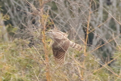 トリミング 2016/3月 SIGMA150-600C+7D2 焦点距離600mm F8 ss1/640 ISO1600 Case3