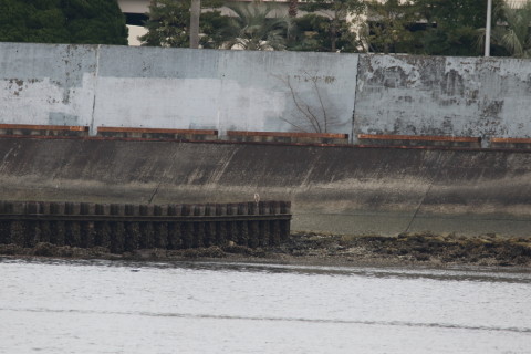 2016/3月 SIGMA150-600C+7D2 焦点距離600mm F8 ss1/640 ISO500