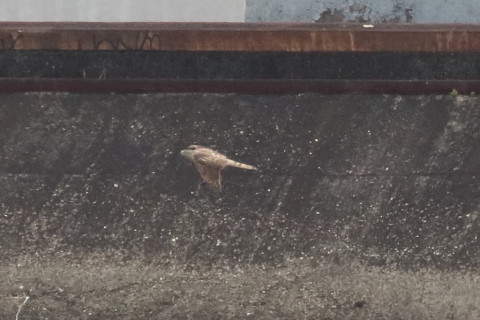 トリミング 2016/3月 SIGMA150-600C+7D2 焦点距離600mm F8 ss1/1600 ISO1600 Case3